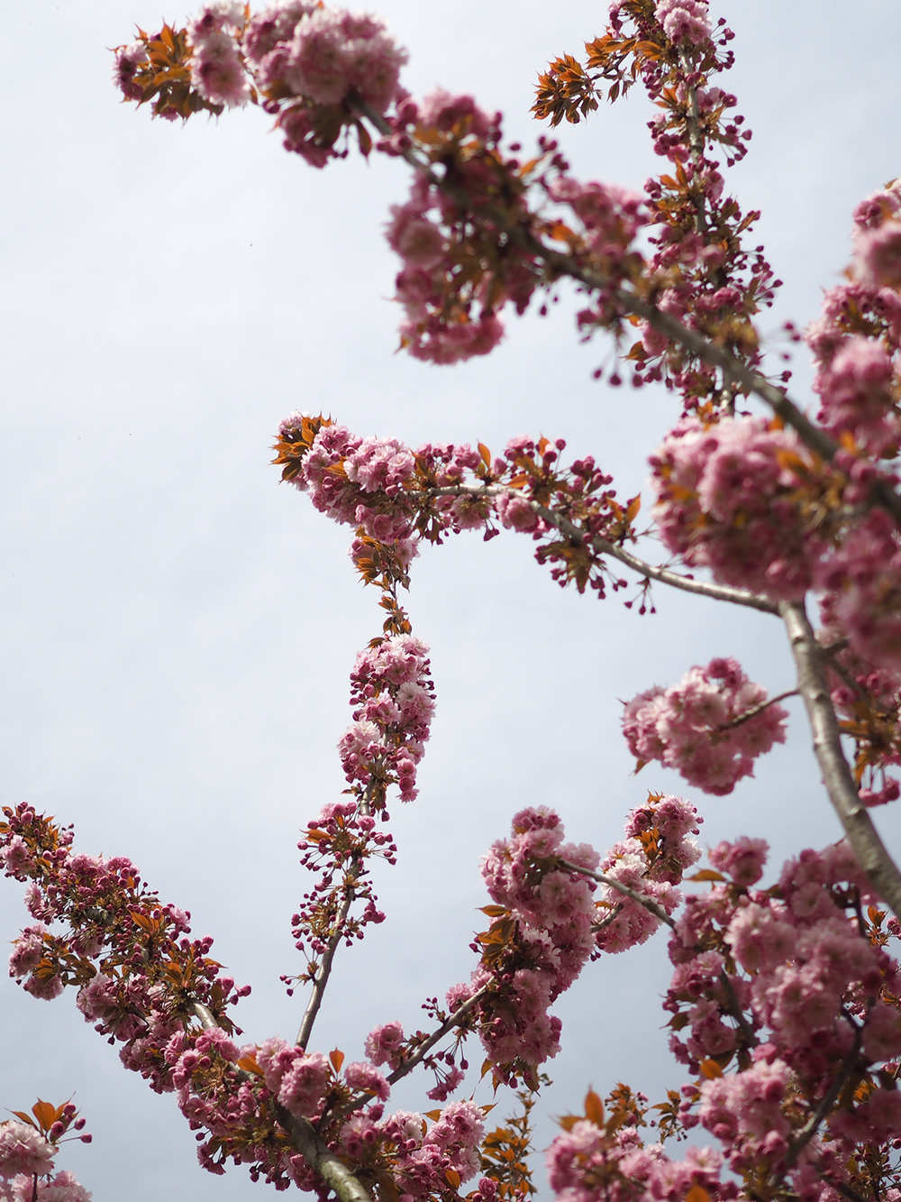 cerisier-fleurs-2